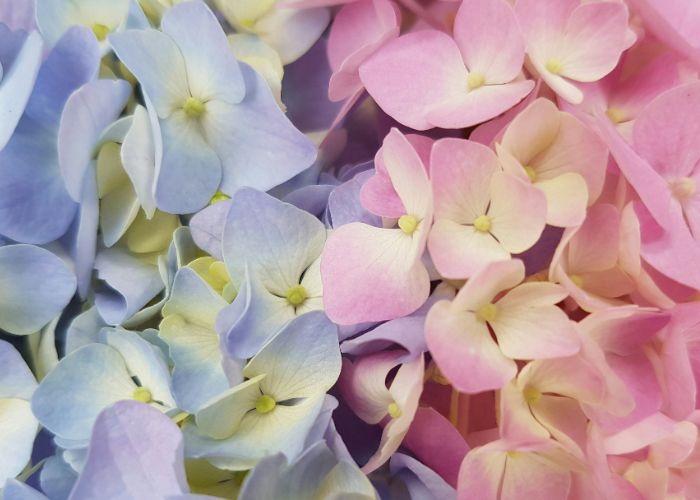 A close-up shot of blue and pink hydrangeas.